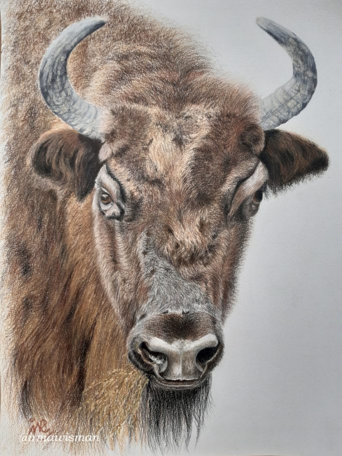 #Wisent #animal
#potloodtekening 