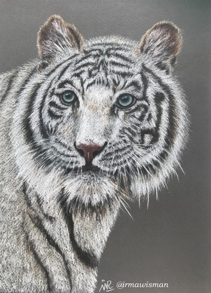 #wittetijger #pencildrawing